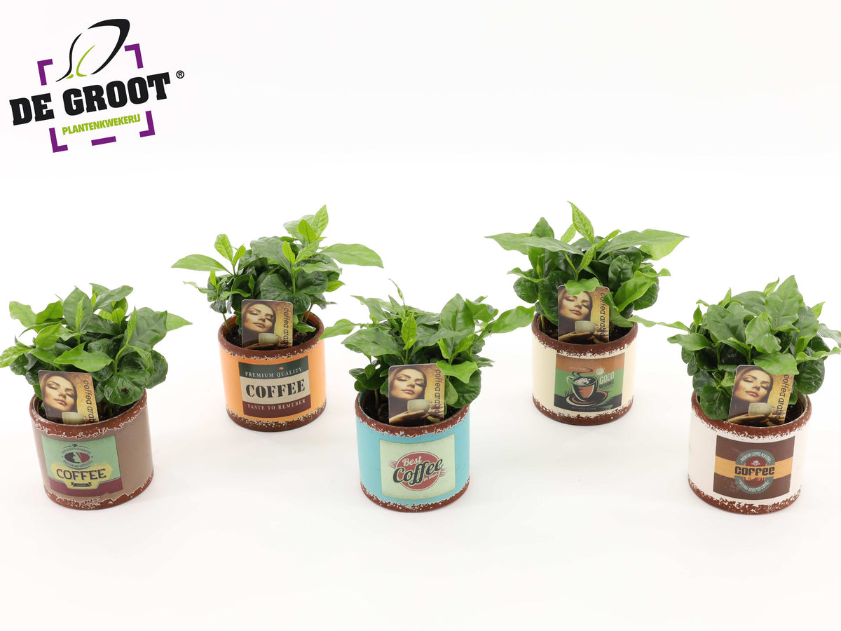 Coffea arabica 20cm 9cm Pot