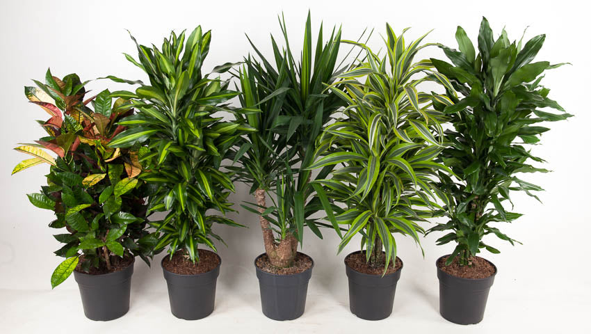 Foliage houseplants mix 100cm 27cm Pot