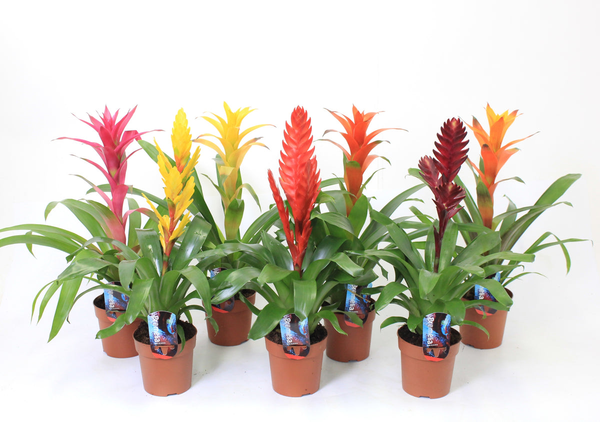 Bromelia mix 45cm 12cm Pot