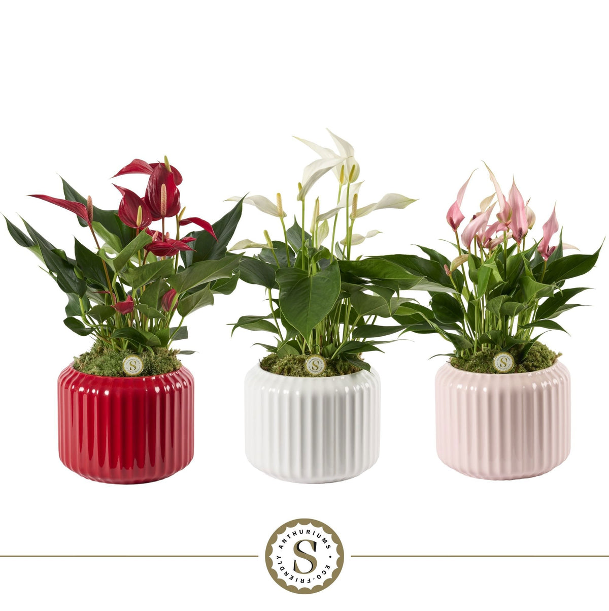 Anthurium mix 40cm 12cm Pot