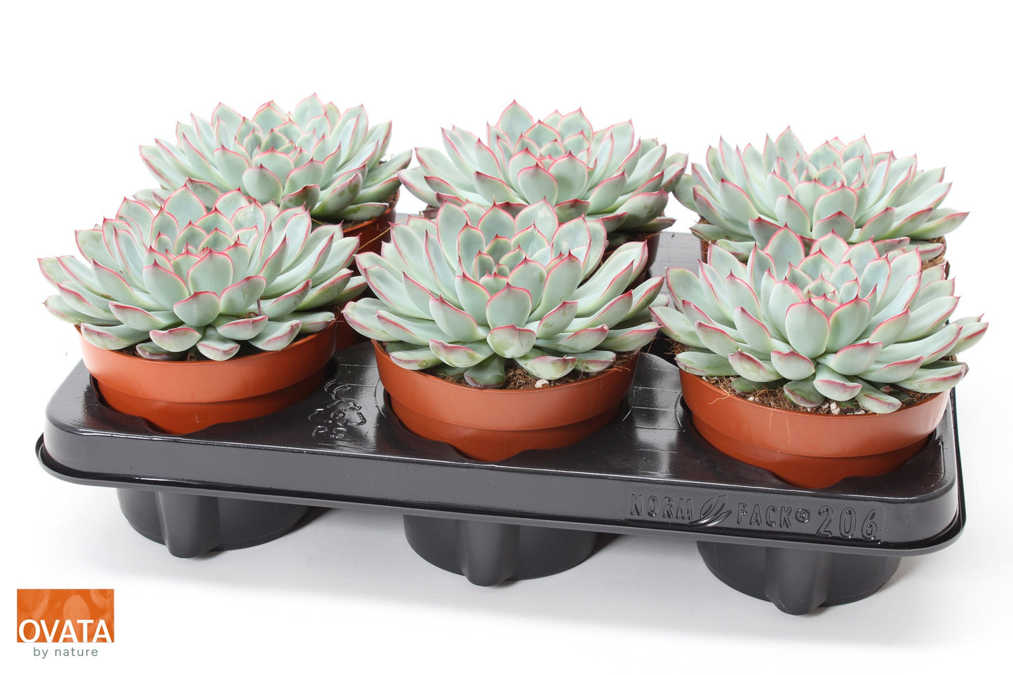 Echeveria pul. Sky Pearl 15cm 12cm Pot