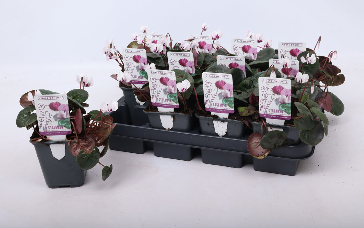 Cyclamen persicum 15cm 9cm Pot