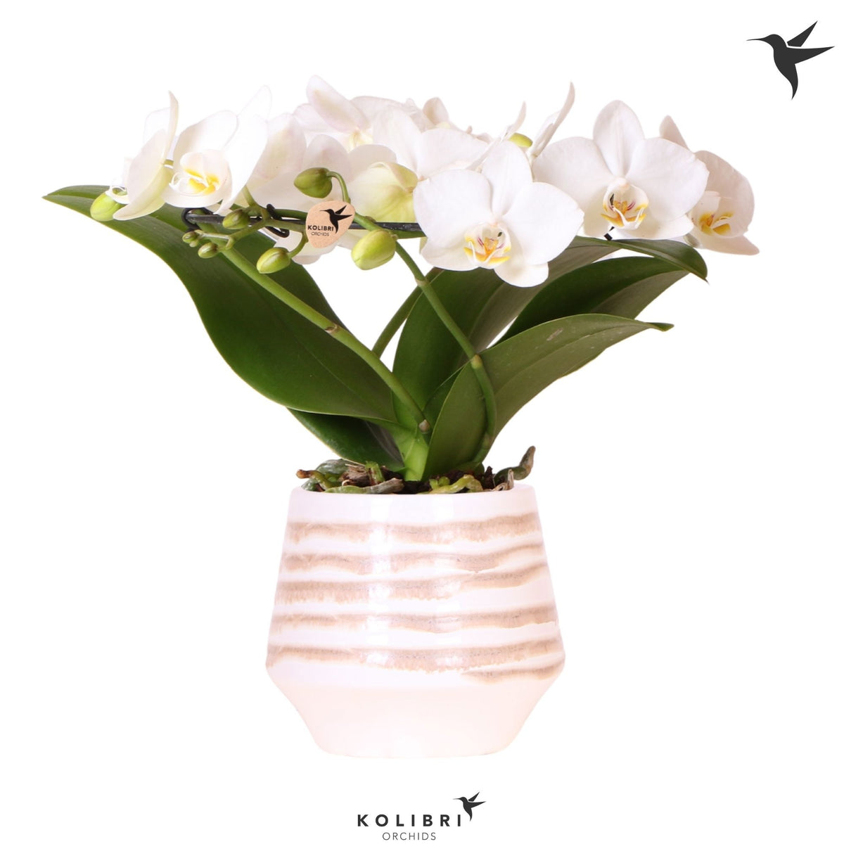 Phalaenopsis multiflora white 30cm 9cm Pot