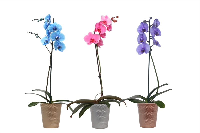 Phalaenopsis Hybrid 55cm 12cm Pot