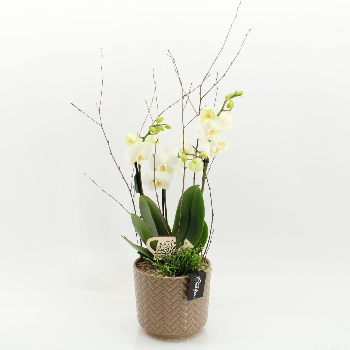 PHAL-2621W Phalaenopsis creatie 60cm 16cm Pot