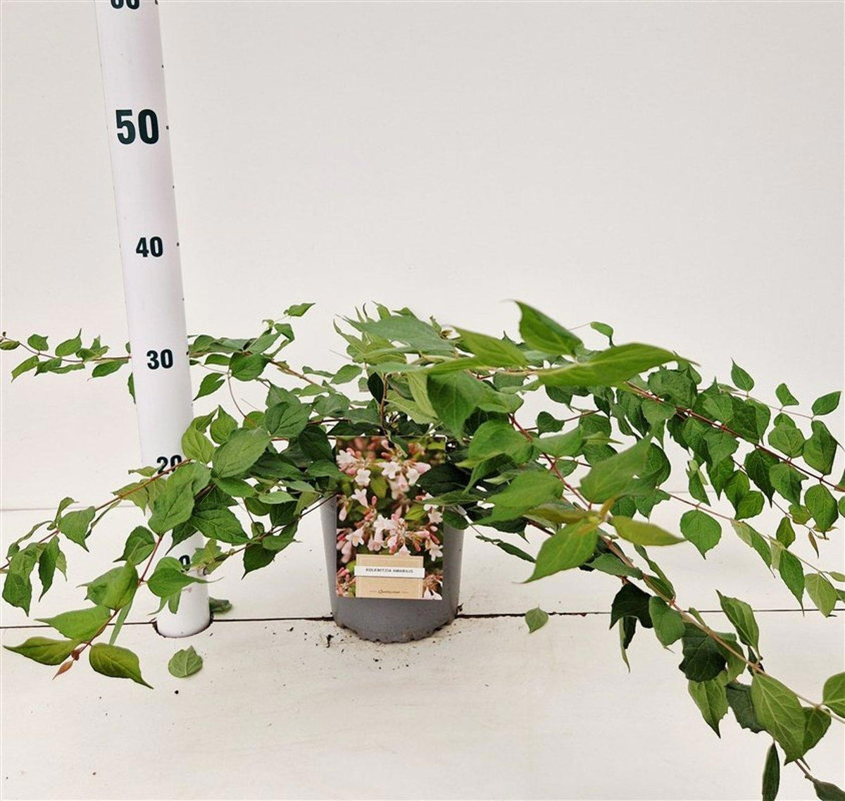 About Plants Zundert BV Kolkwitzia amabilis Pack of 1