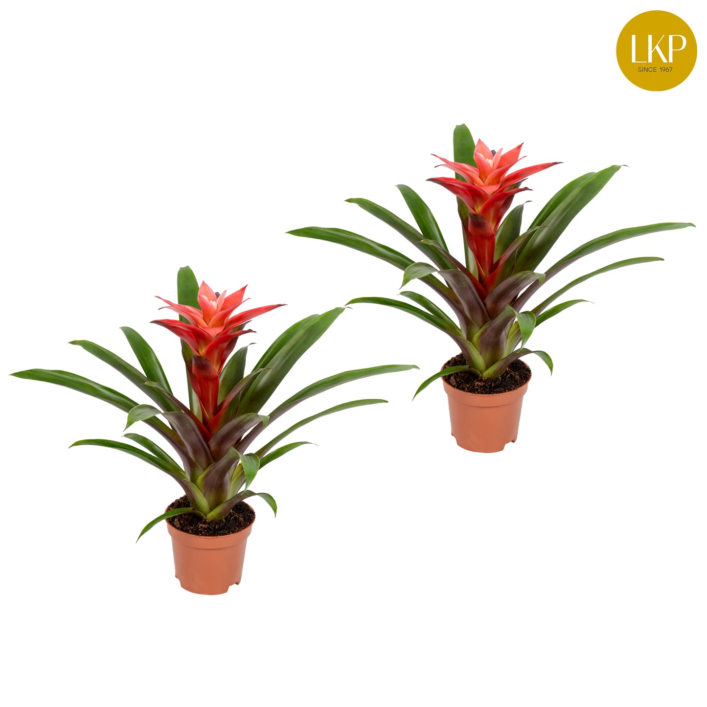 Guzmania Libby 30cm 10.5cm Pot