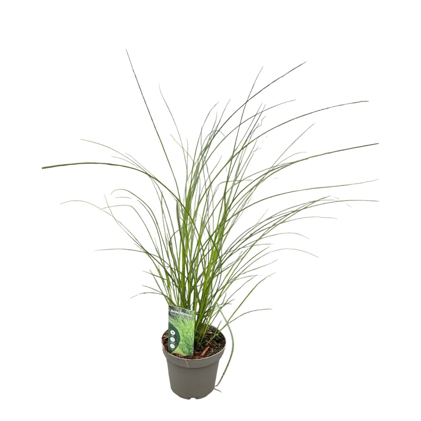 Miscanthus sin. Gracillimus 40cm 14cm Pot