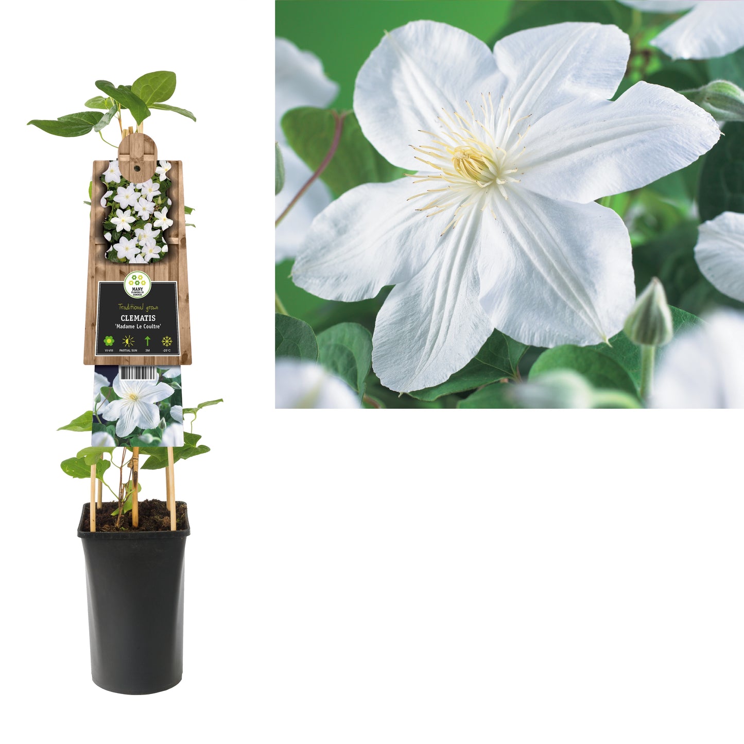 Clematis Madame Le Coultre 75cm 17cm Pot