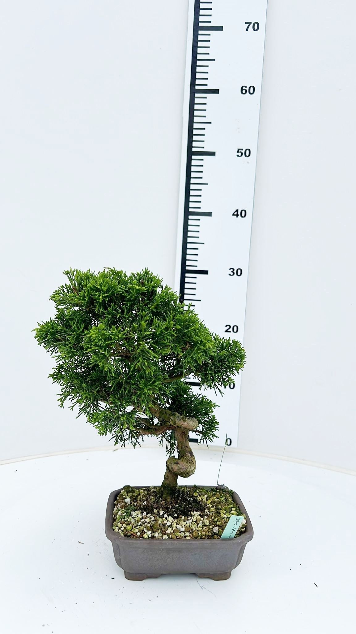 Juniperus chinensis 30cm 16cm Pot