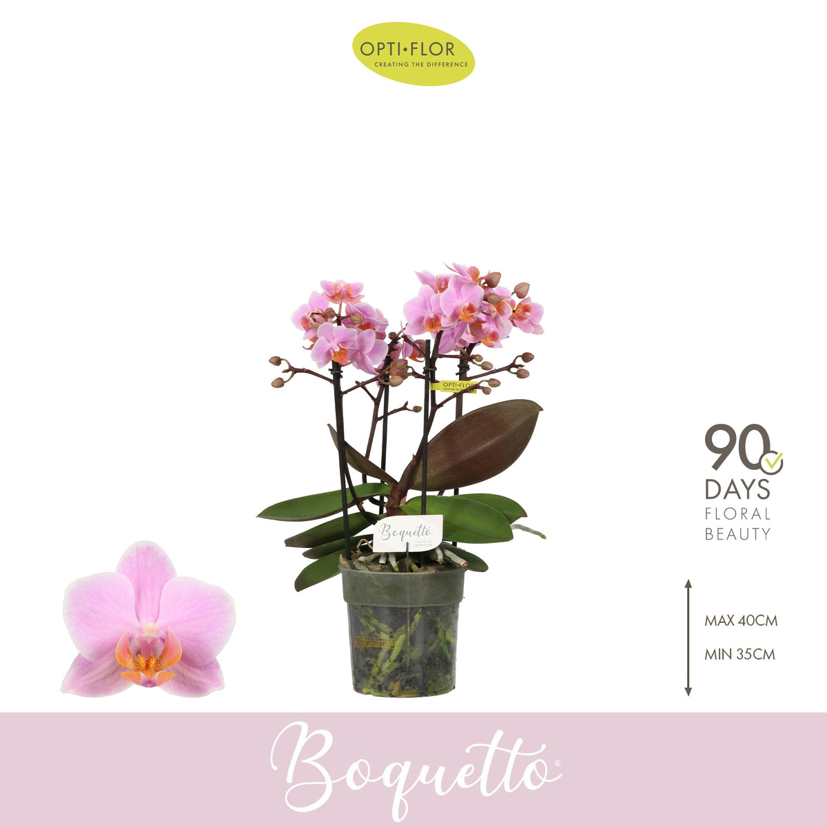 Phalaenopsis Boquetto Romantico 35cm 12cm Pot