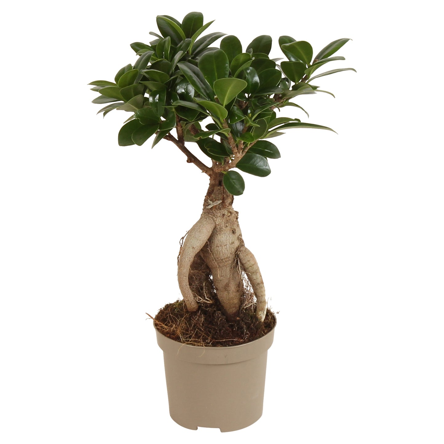 Ficus Ginseng 30cm 9cm Pot