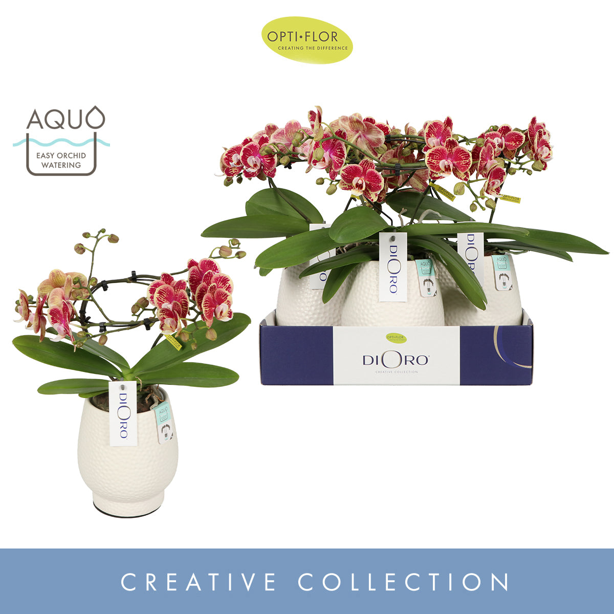 Phalaenopsis Hybrid 50cm 12cm Pot