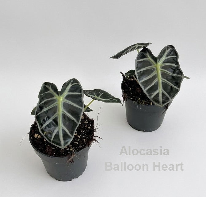 Alocasia amazonica 20cm 12cm Pot