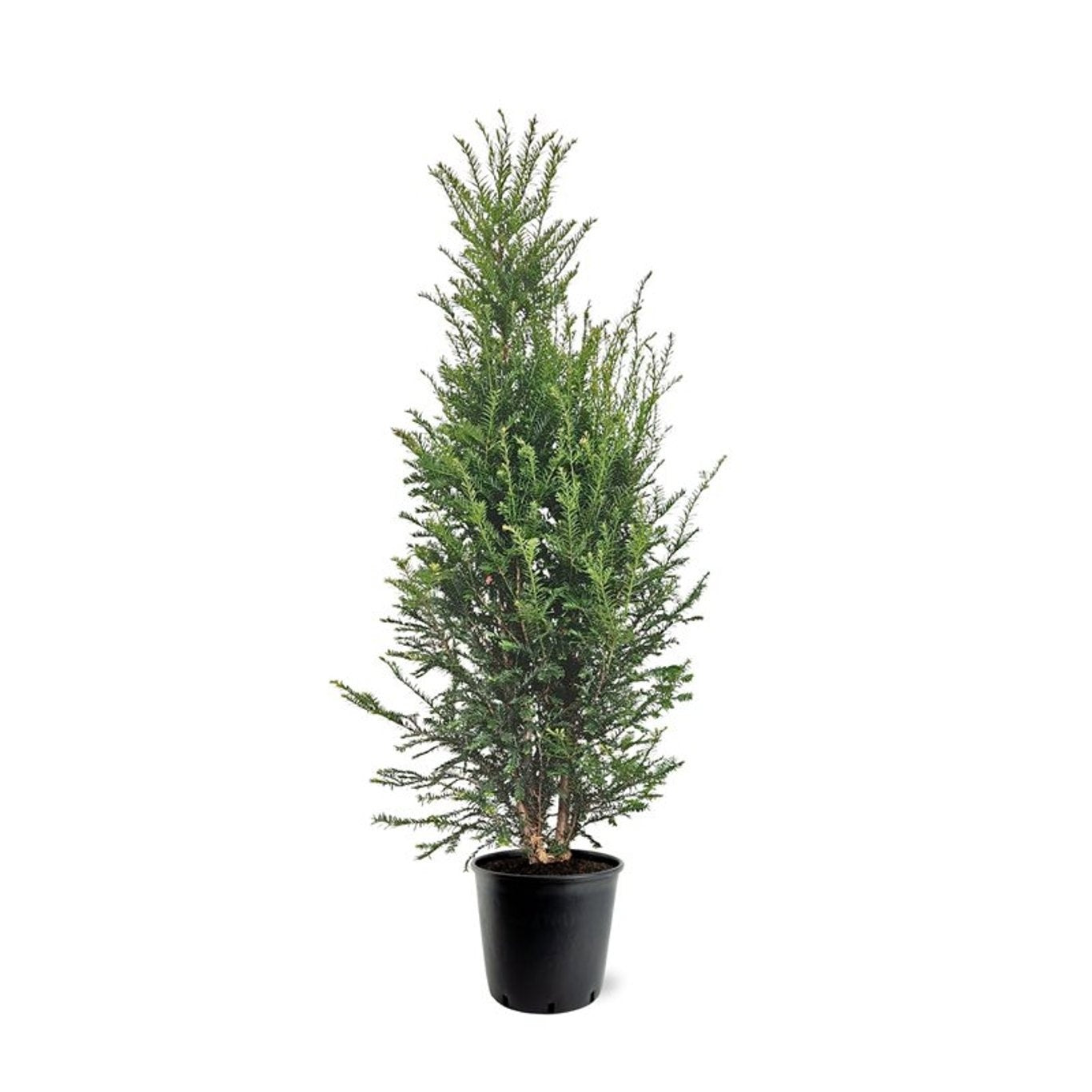 Taxus baccata 140cm 32cm Pot