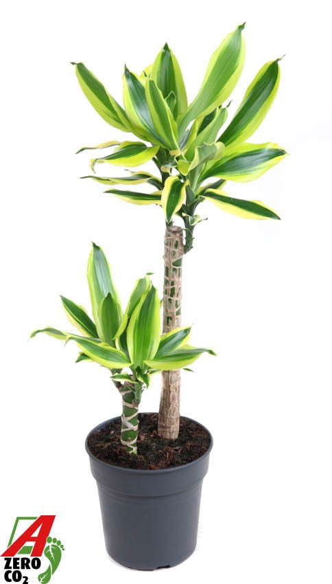 Dracaena fragrans 70cm 19cm Pot