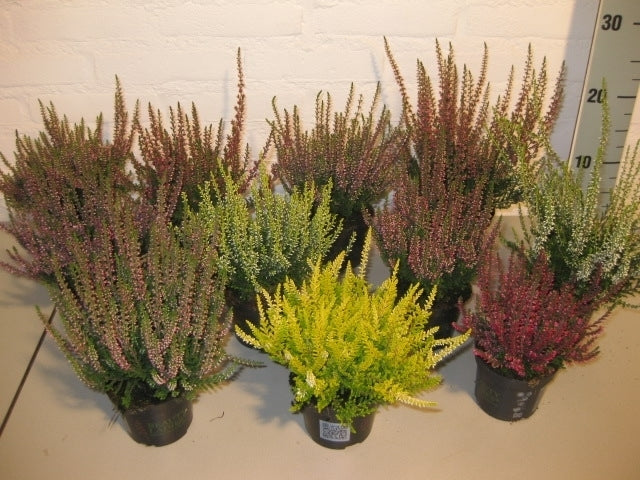 Calluna Beauty Ladies mixlaag/CC 12cm 9cm Pot