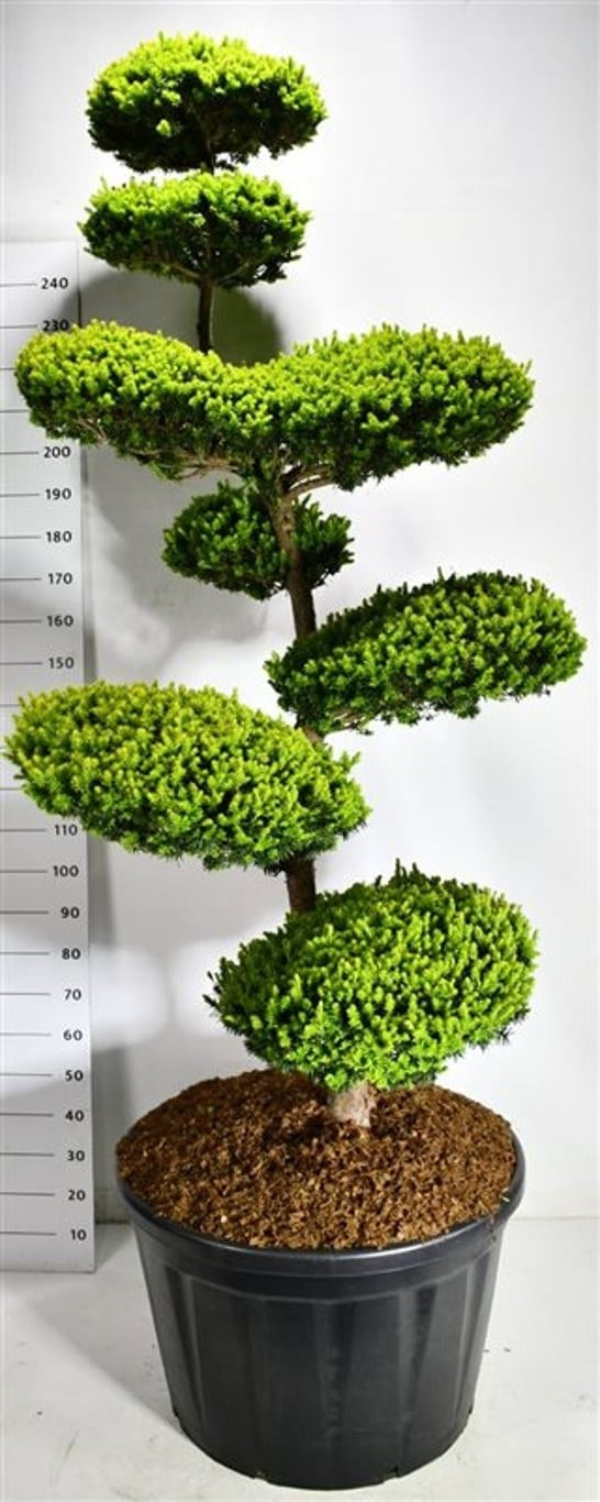 Taxus cuspidata 270cm 80cm Pot