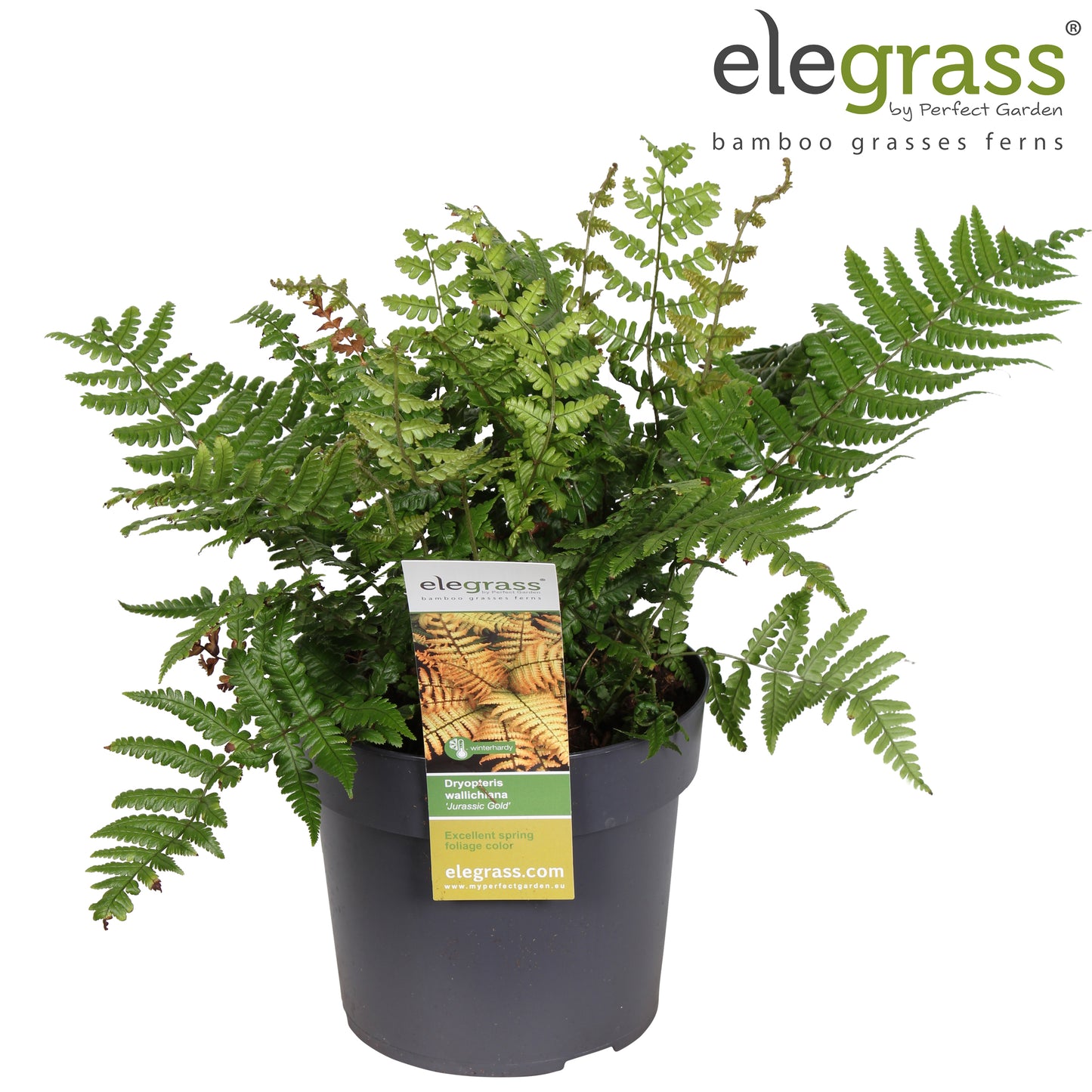Dryopteris wallichiana 50cm 19cm Pot