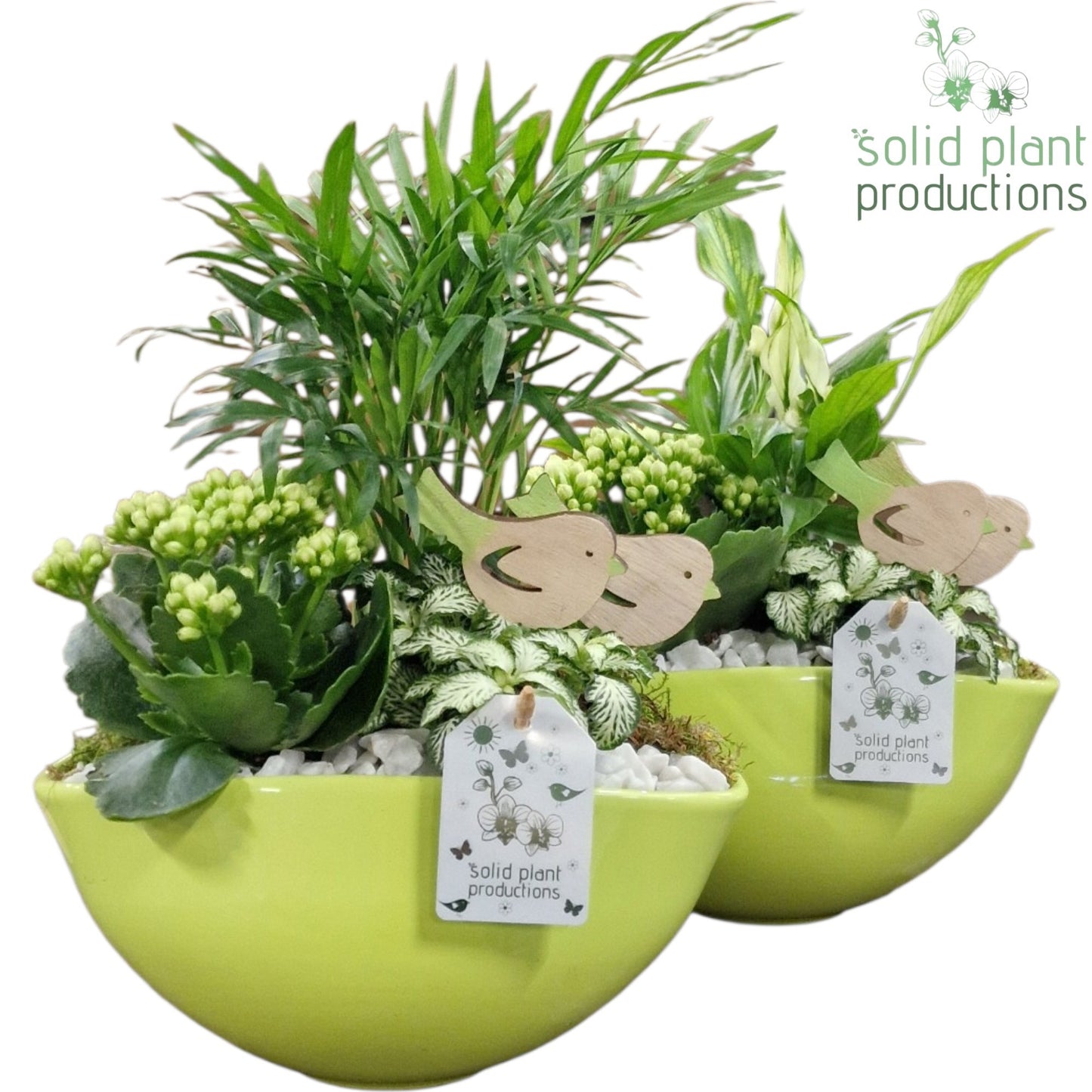 SC005 Evelyn Light Green Mix 35cm 25cm Pot