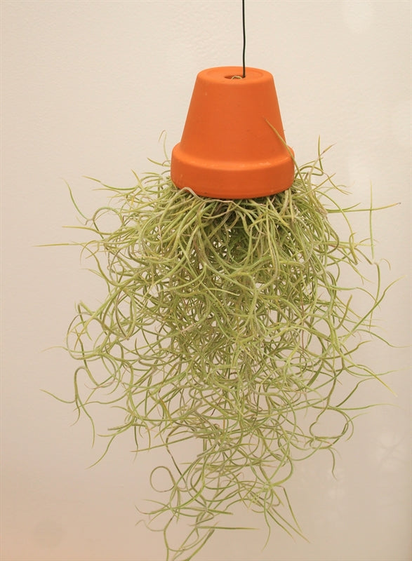 Tillandsia usneoides