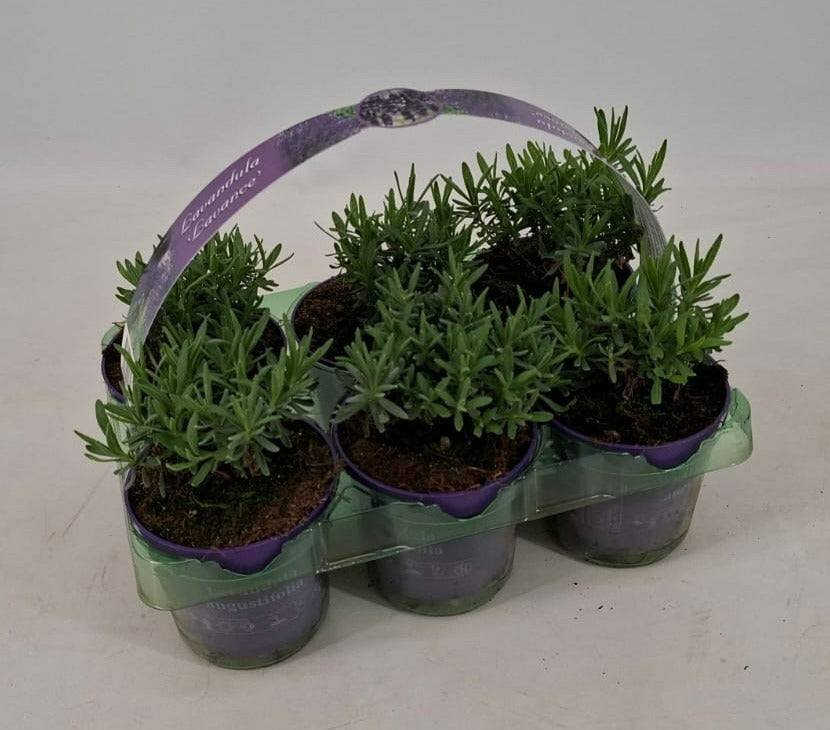 Lavandula ang. Ardeche Blue 30cm 510cm Pot