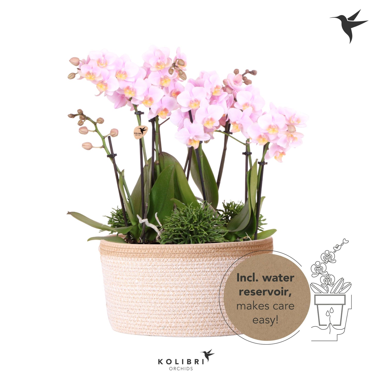 Kolibri Orchids Phalaenopsis Jungle Bouquet pink 6 spike in Basket white with watering system 40cm 28cm Pot