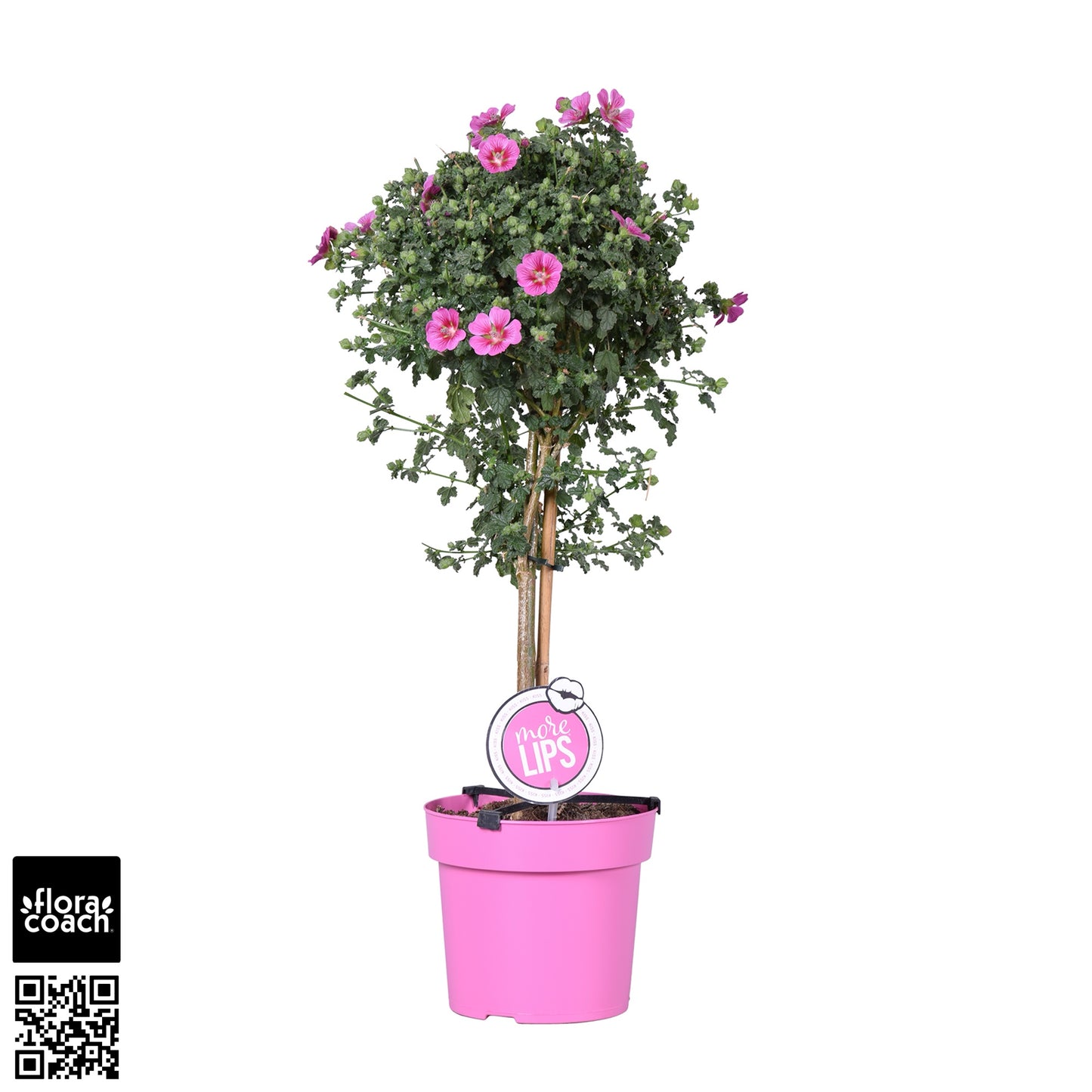 Anisodontea Elegans Princess 75cm 19cm Pot