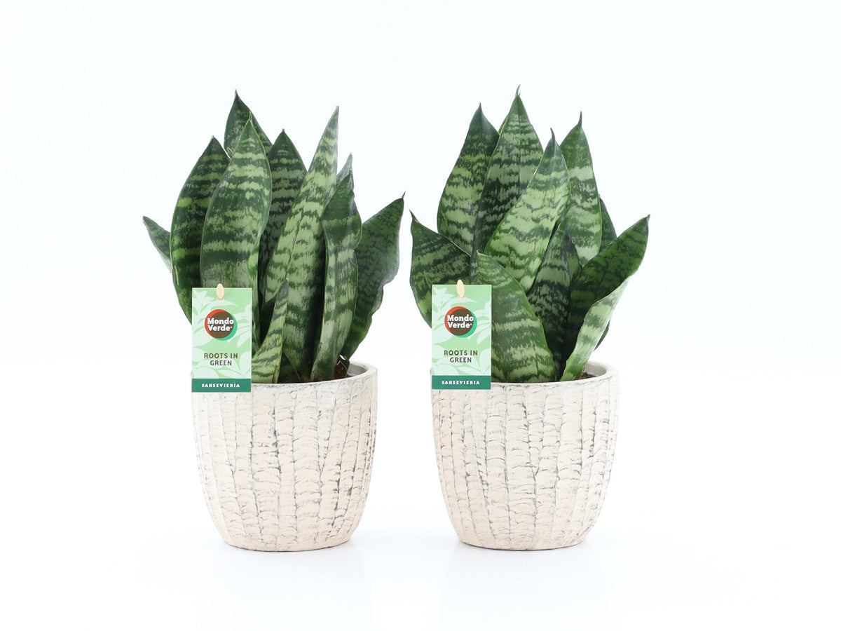 Sansevieria Black Coral 35cm 13cm Pot