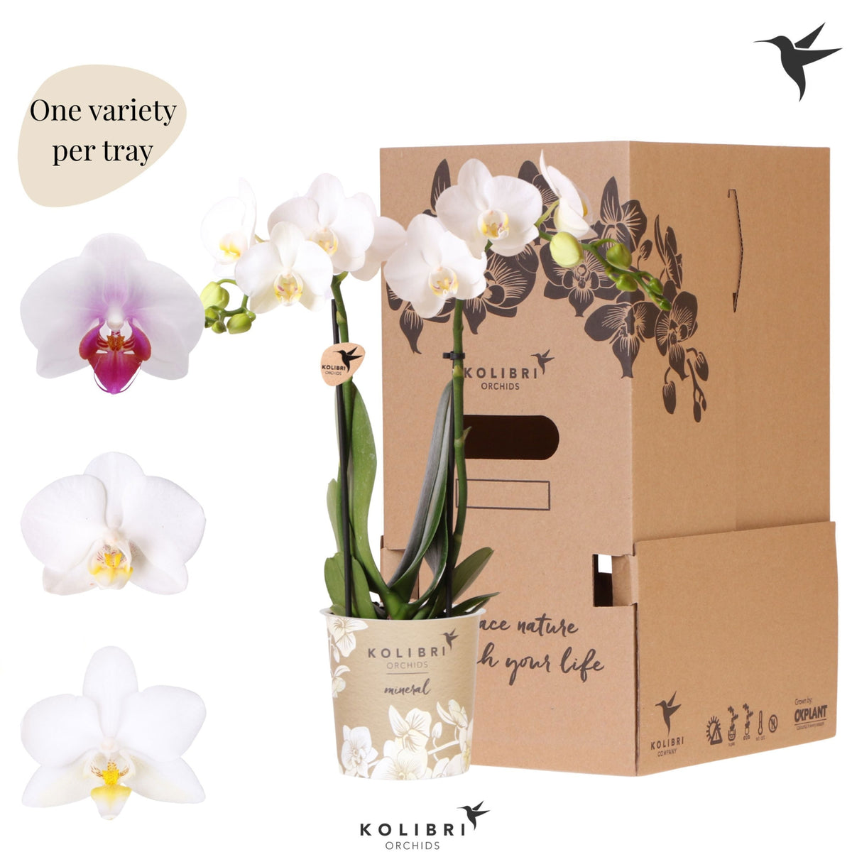 Phalaenopsis multiflora white 40cm 9cm Pot