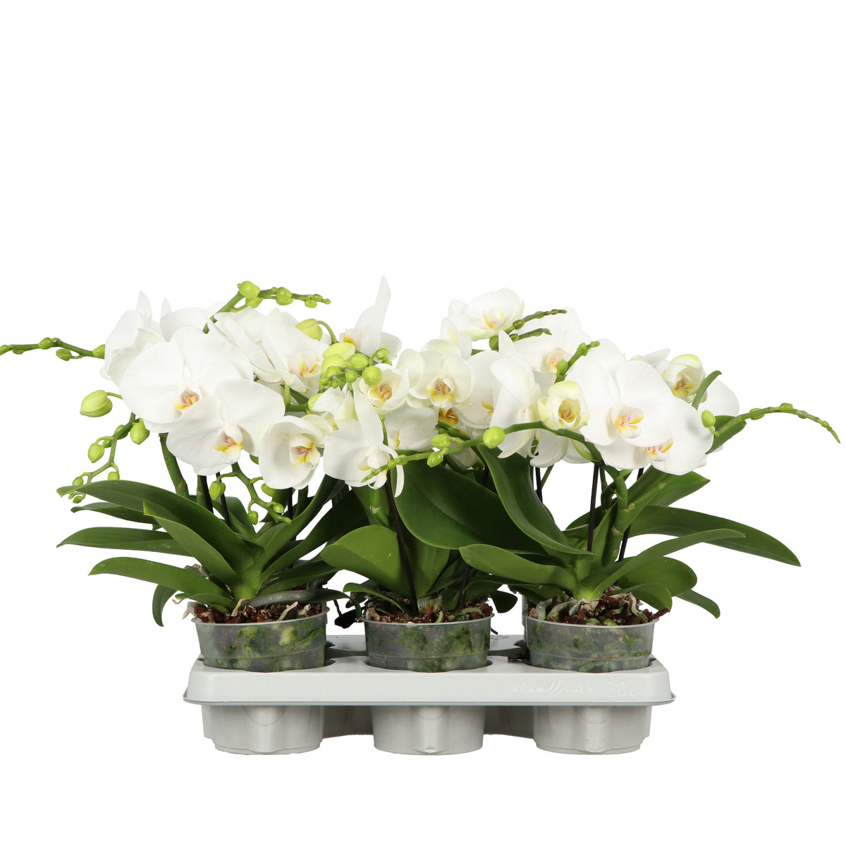 Phalaenopsis white 40cm 12cm Pot