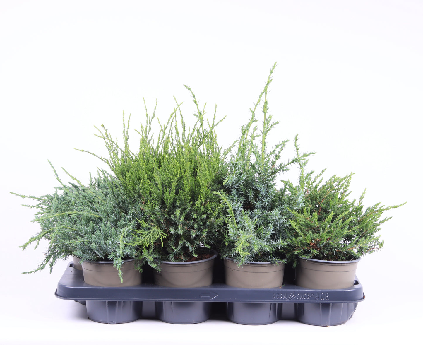 Juniperus mix 25cm 13cm Pot
