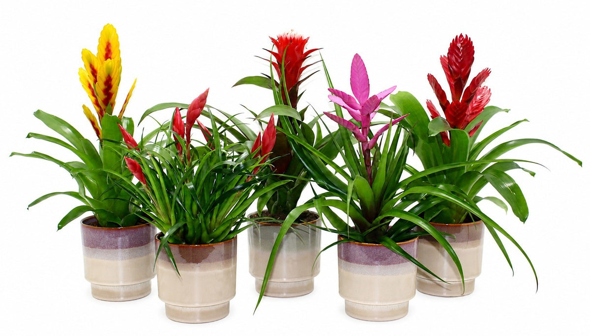 Bromelia mix 45cm 13cm Pot