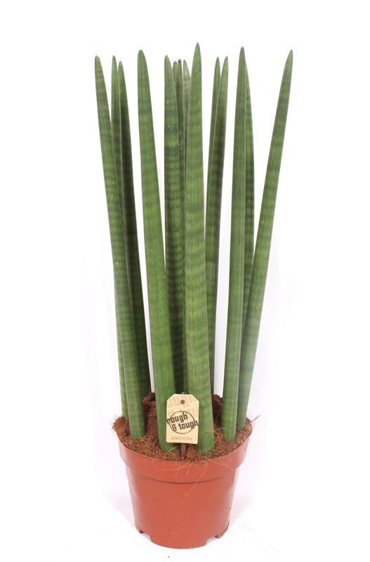 Sansevieria cylindrica 75cm 21cm Pot