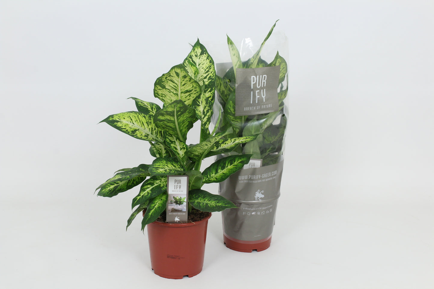 Dieffenbachia Sublime 55cm 17cm Pot