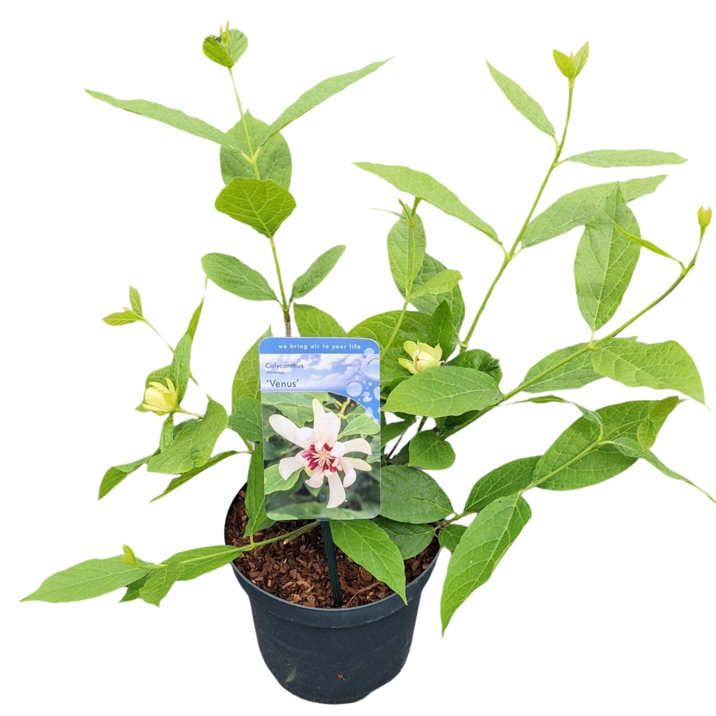Calycanthus Venus 50cm 19cm Pot