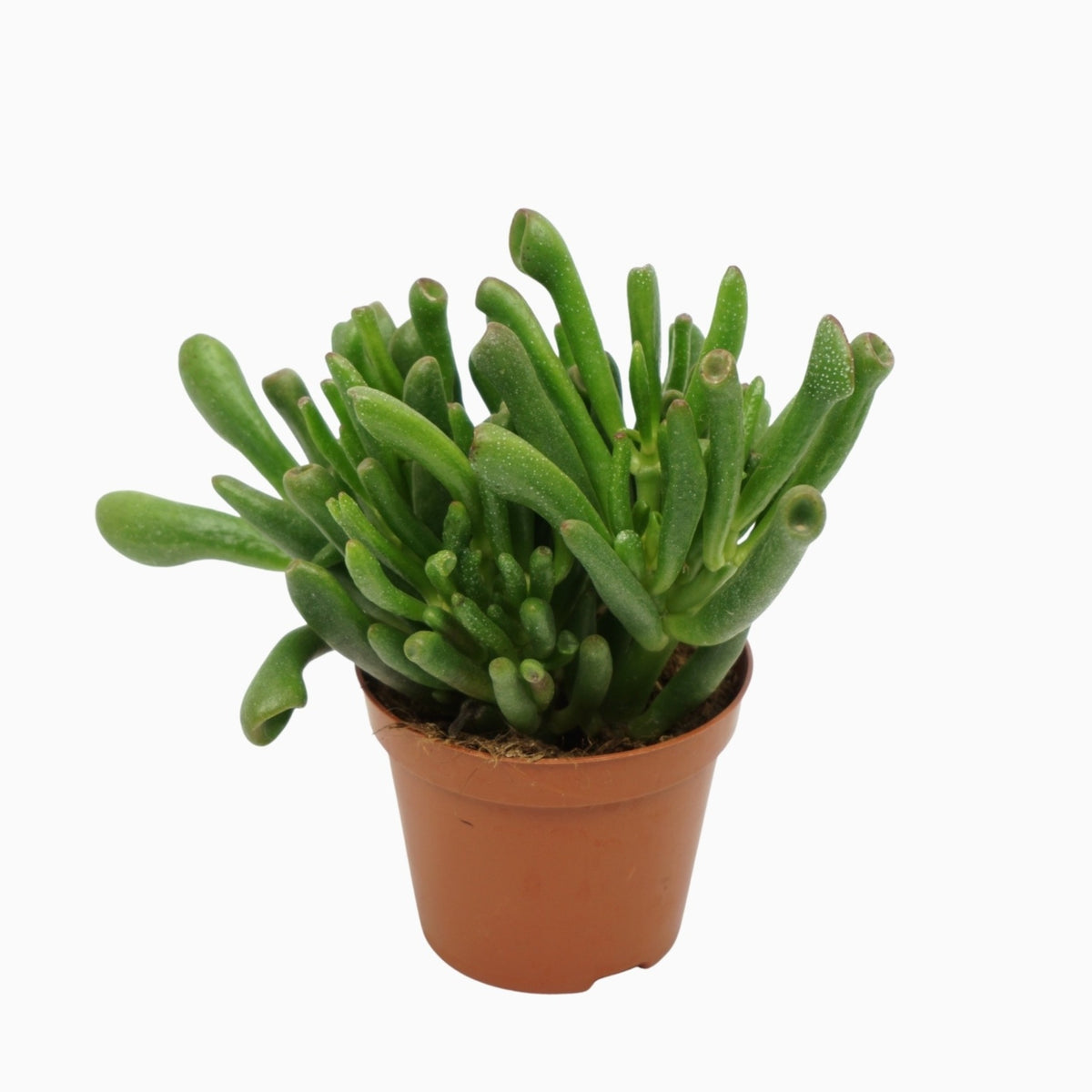 Crassula Gollum 10cm 8.5cm Pot
