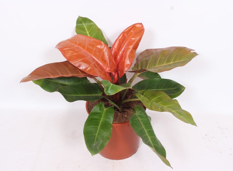 Philodendron scandens 80cm 34cm Pot