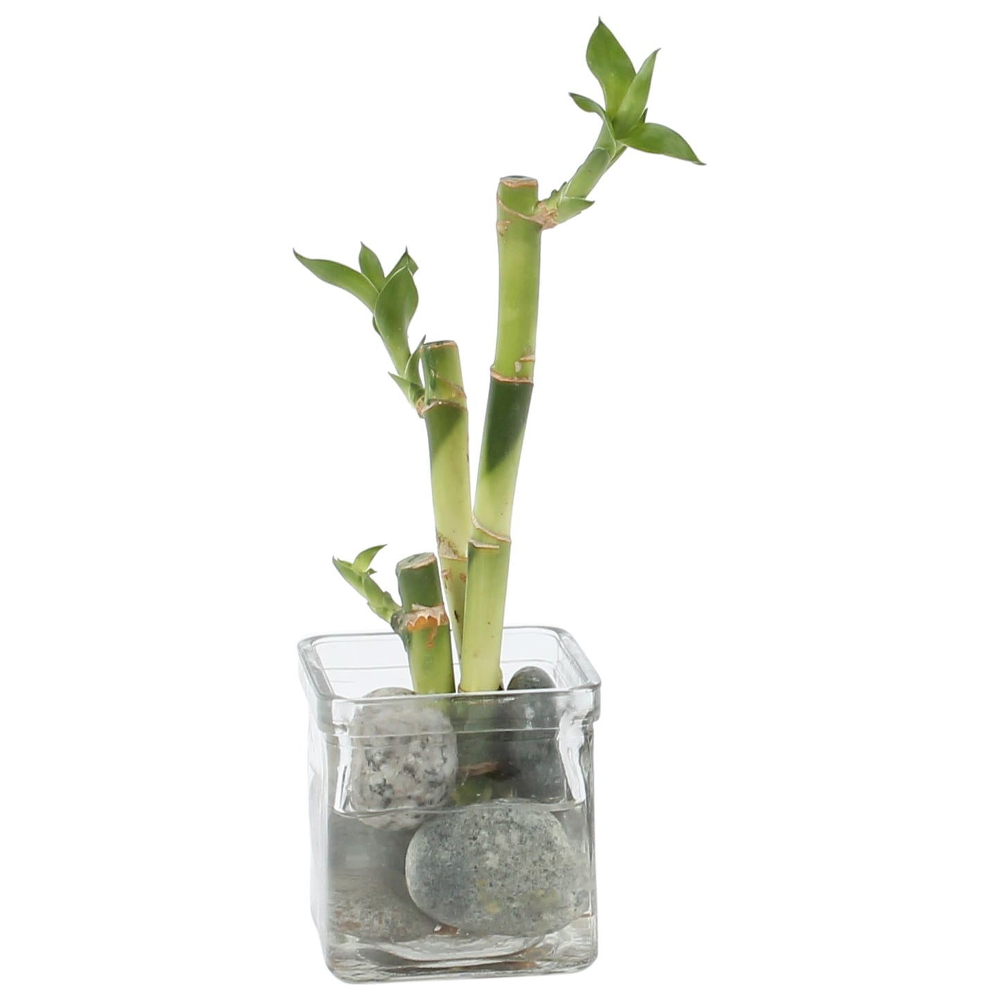 Drac. Lucky Bamboo 20cm 8cm Pot