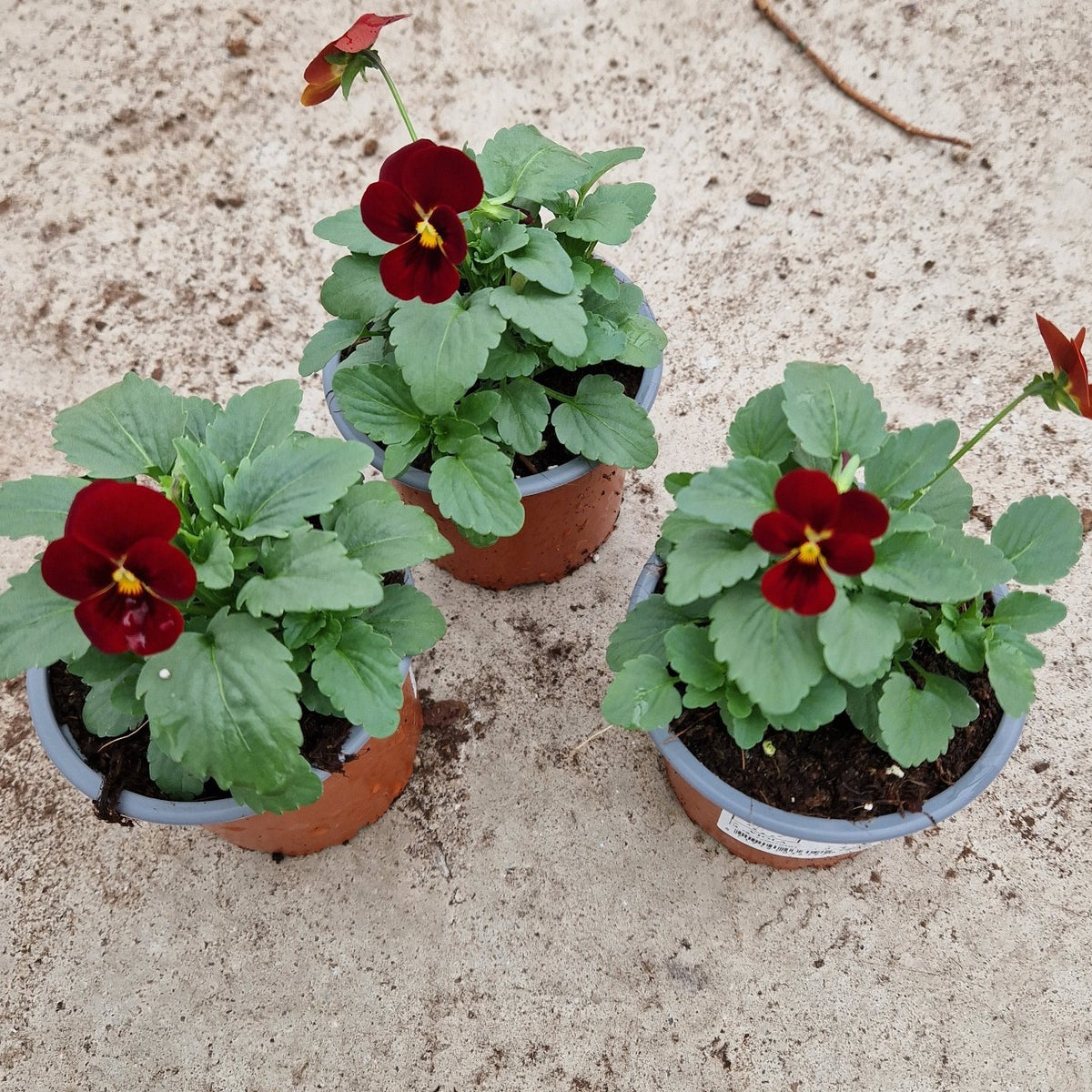 Viola corn. Sorbet XP Red 15cm 9cm Pot