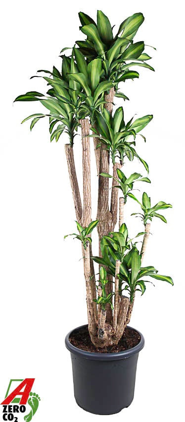 Dracaena frag. Massangeana 210cm 48cm Pot