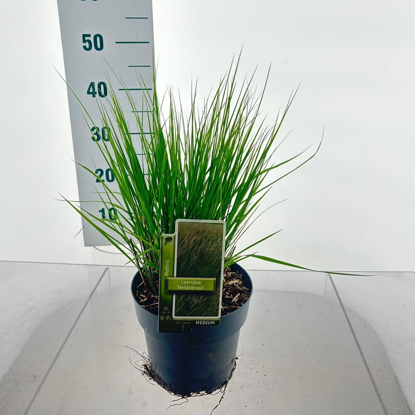 Molinia Heidebraut 40cm 17cm Pot