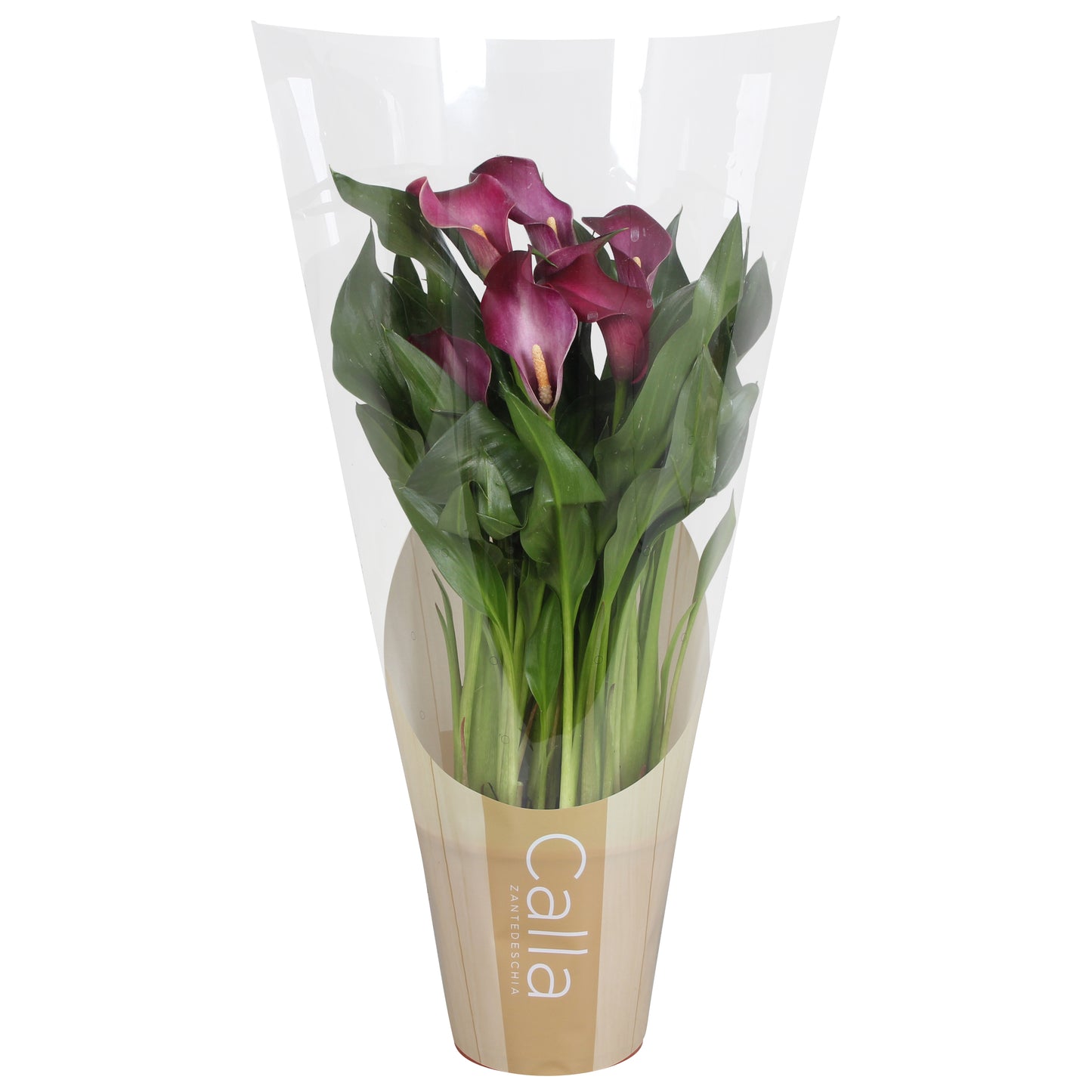 Zantedeschia Allure 35cm 12cm Pot