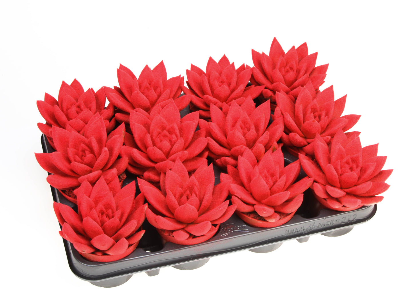 Euro Cactus Holland Bv Miranda velvet red Pack of 11