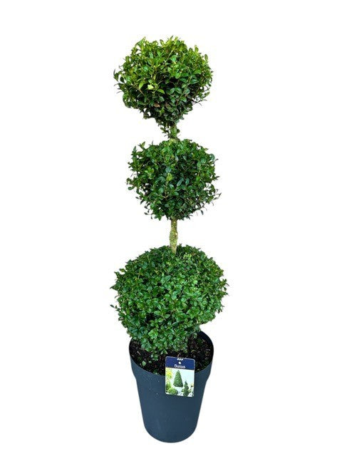 Buxus sempervirens ball 100cm 29cm Pot