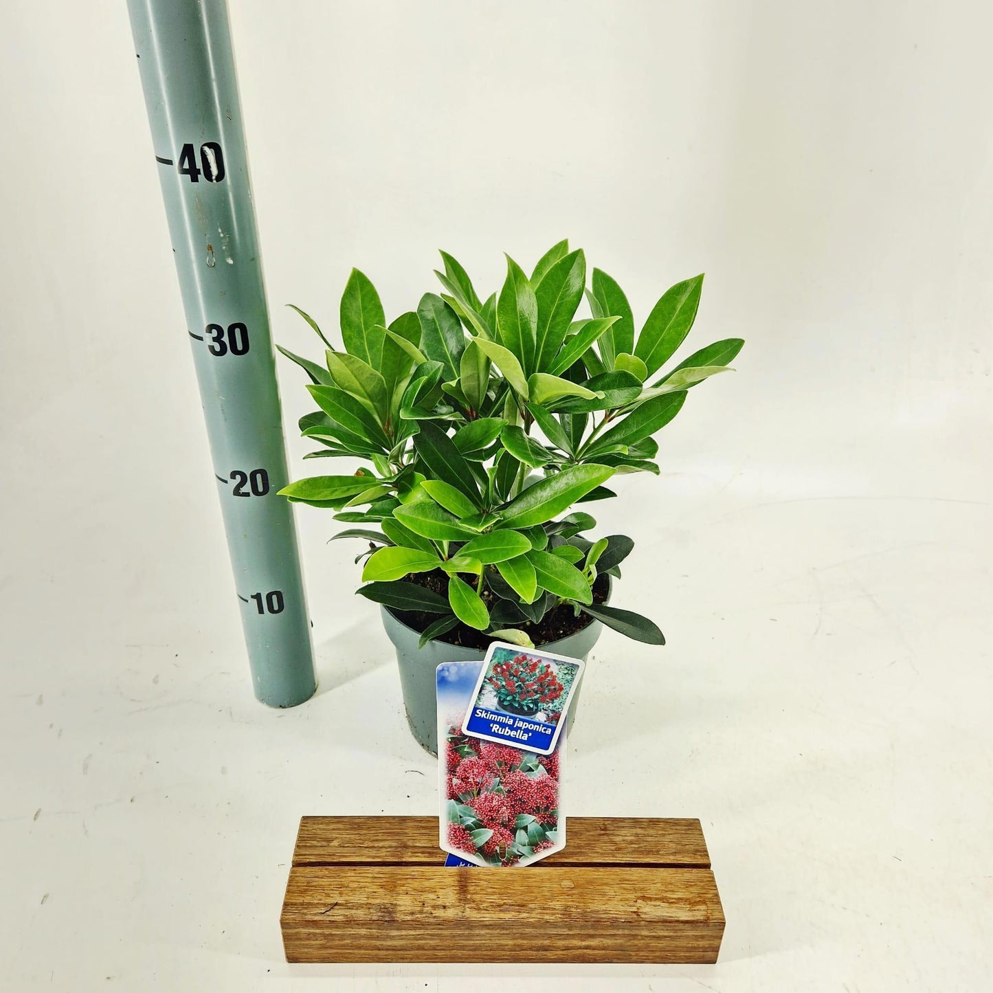 Skimmia japonica Rubella 25cm 17cm Pot