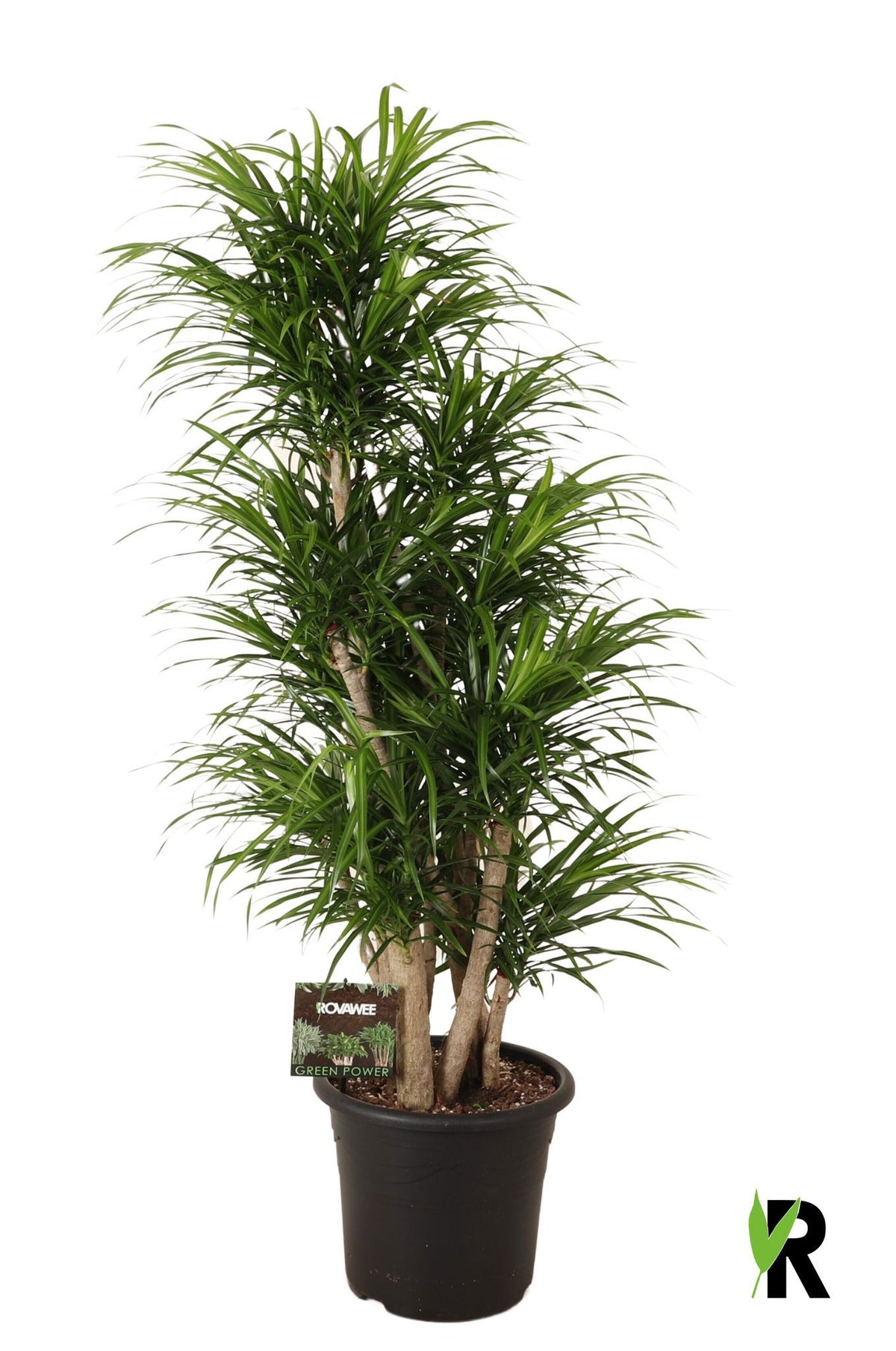 Dracaena ref. Anita 140cm 32cm Pot