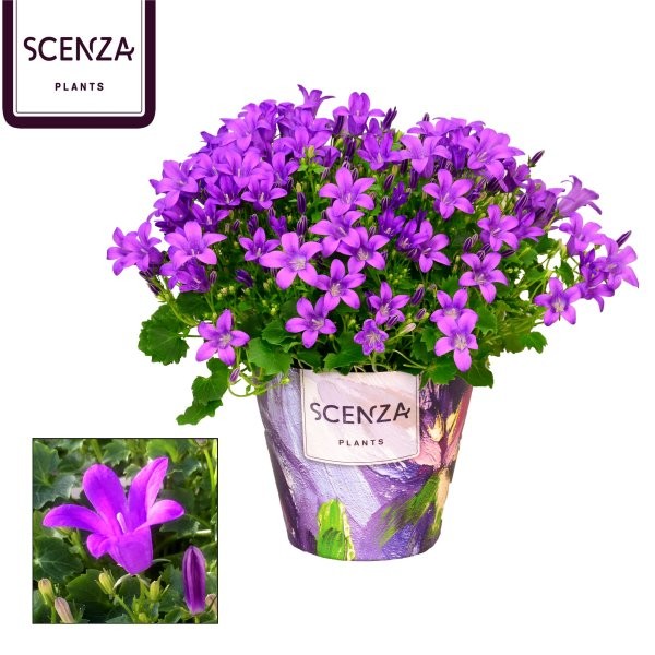 Campanula Porto 17cm 11cm Pot