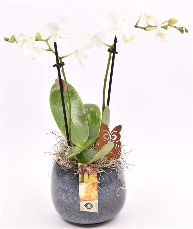 arr. Phalaenopsis 13cm Pot
