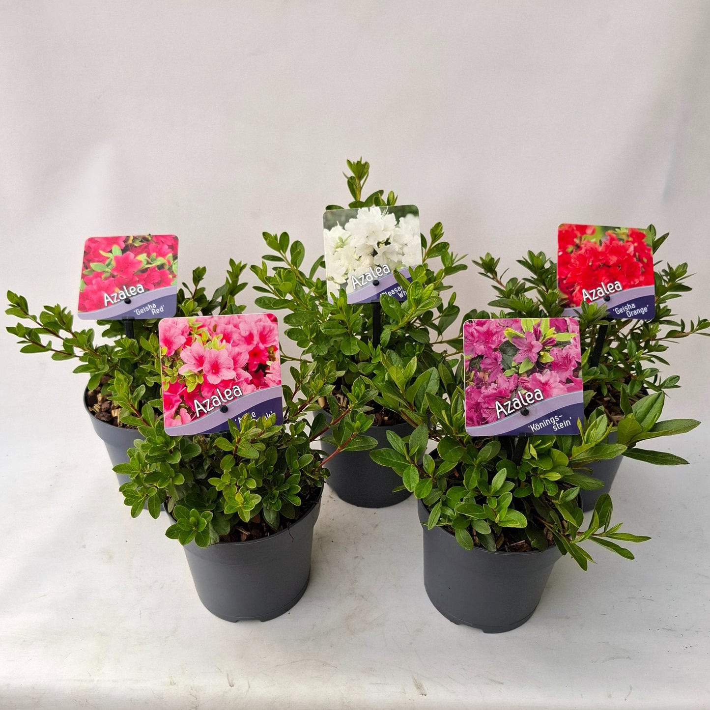 Rhododendron mix 15cm 13cm Pot